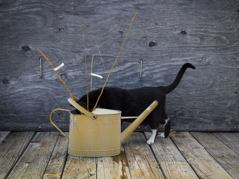Photo of bare root trees soaking in watering can with cat looking into it.