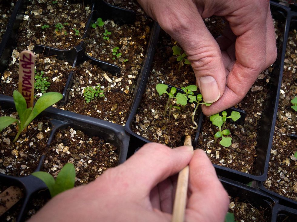Photo of basil seedling being transplanted