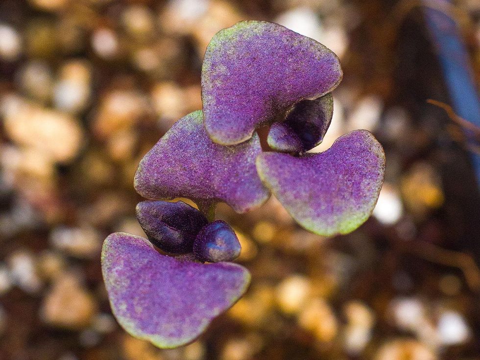 Photo of basil seedling.