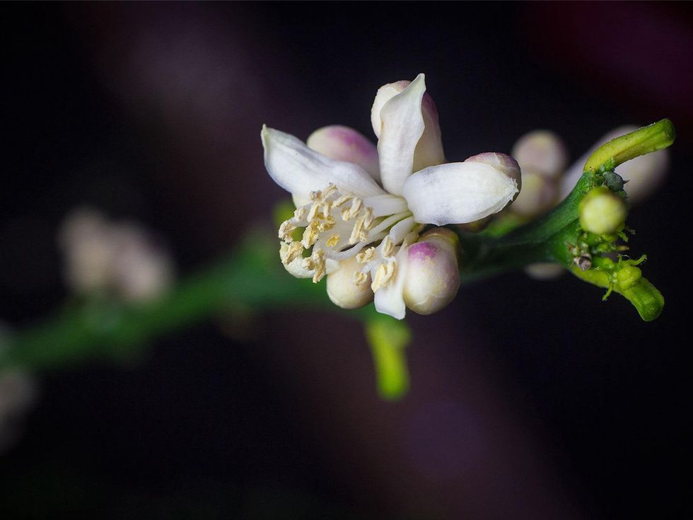 Photo of blossom on Meyer lemon tree