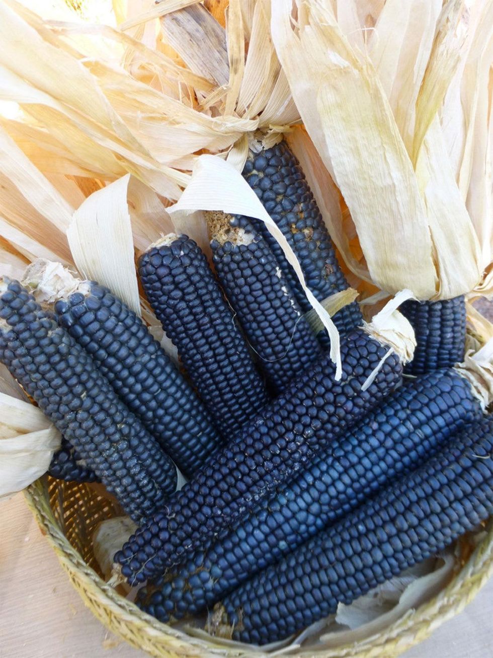 Photo of blue corn