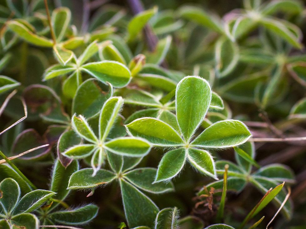 Photo of bluebonnet leaves