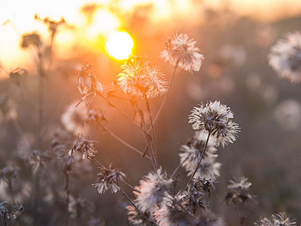 Photo of boneset having gone to seed.