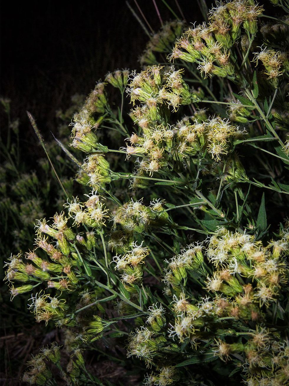 Photo of boneset wildlflowers.