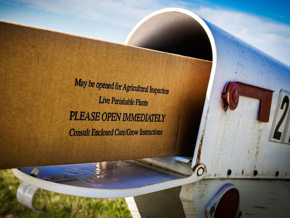 Photo of box of plants in mailbox