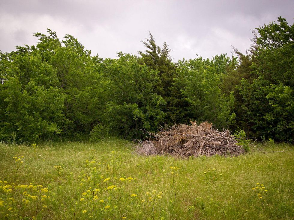 Photo of brush pile made of cedar trees