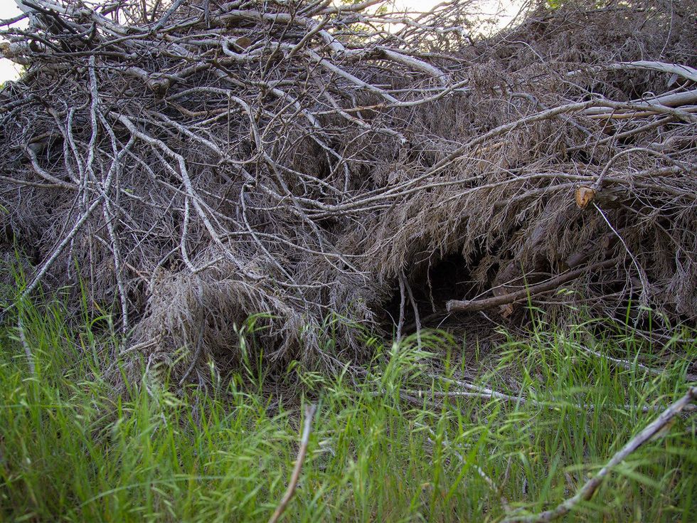 Photo of brush pile with wildlife entry point