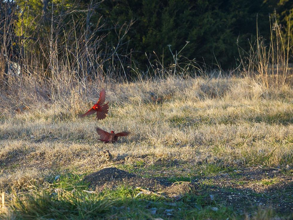 Photo of cardinal males fighting