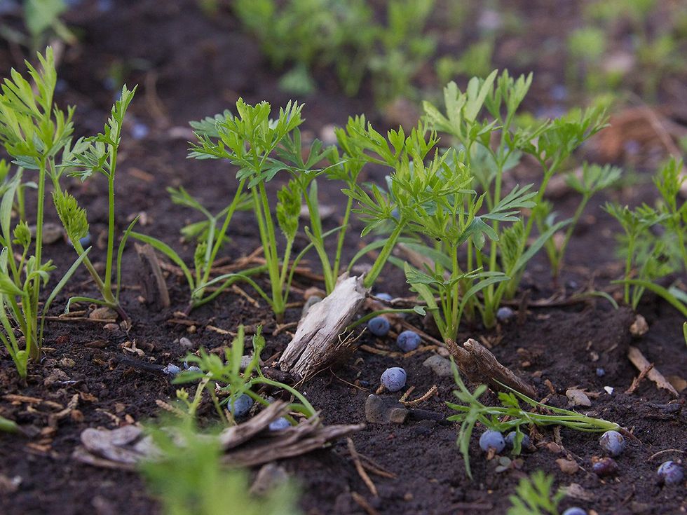 Photo of carrot seedlings