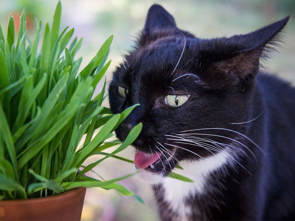 Photo of cat eating cat grass