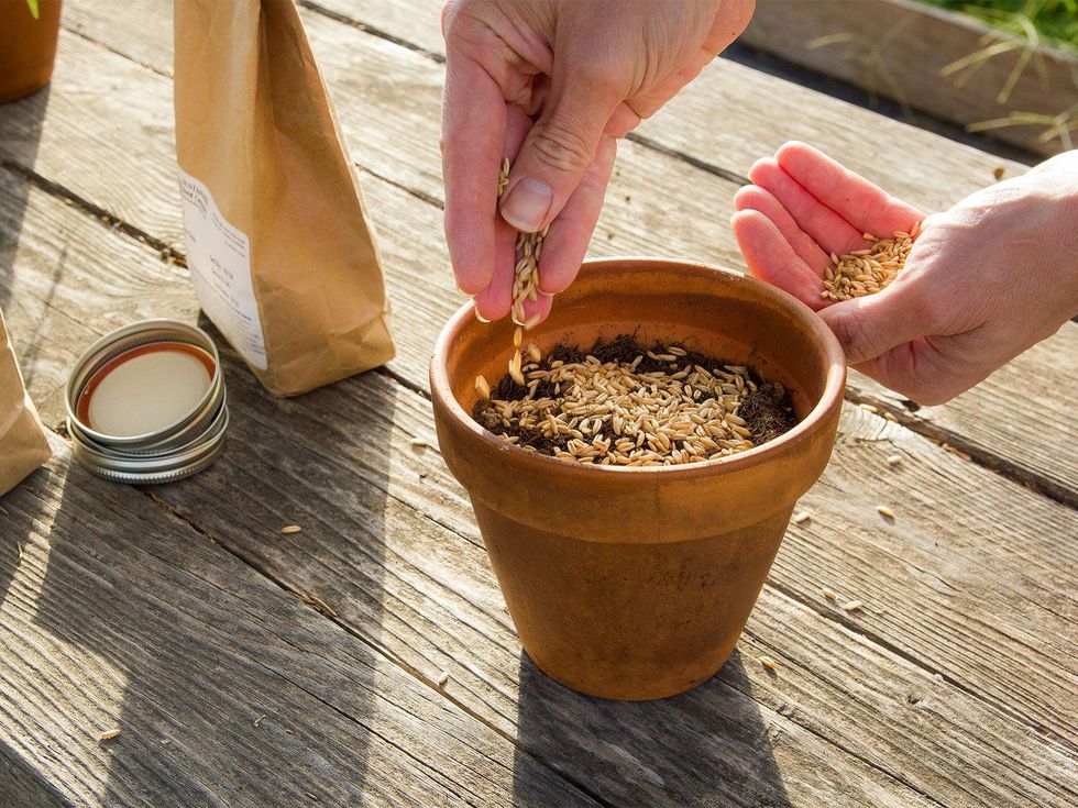 Photo of cat grass being planted