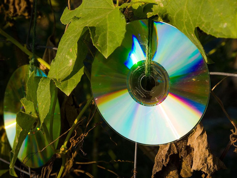 Photo of CDs hanging on vines