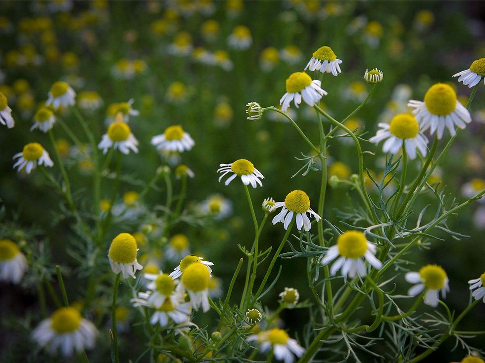 Photo of chamomile growing in a garden