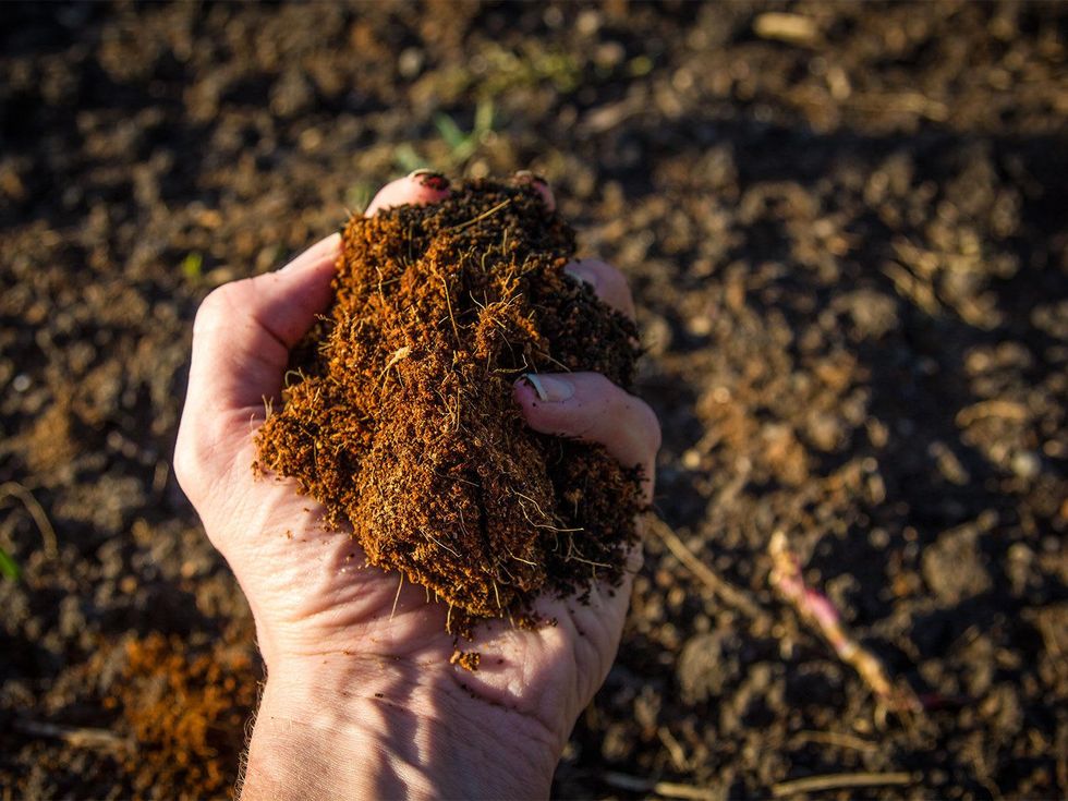 Photo of coconut coir