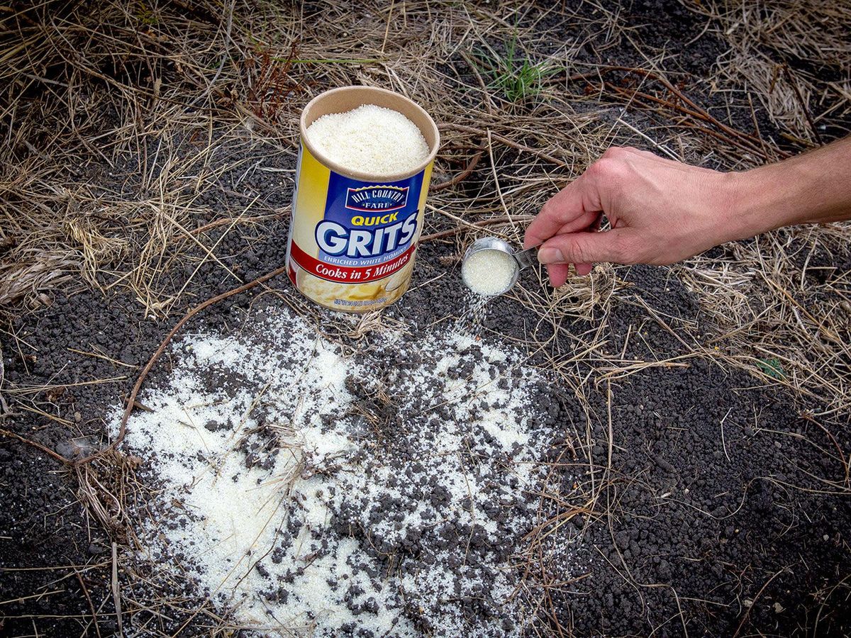 Marshall Hinsley applies corn grits to a fire ant mound. CultureMap