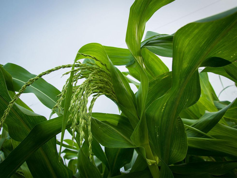 Photo of corn stalk with tassles