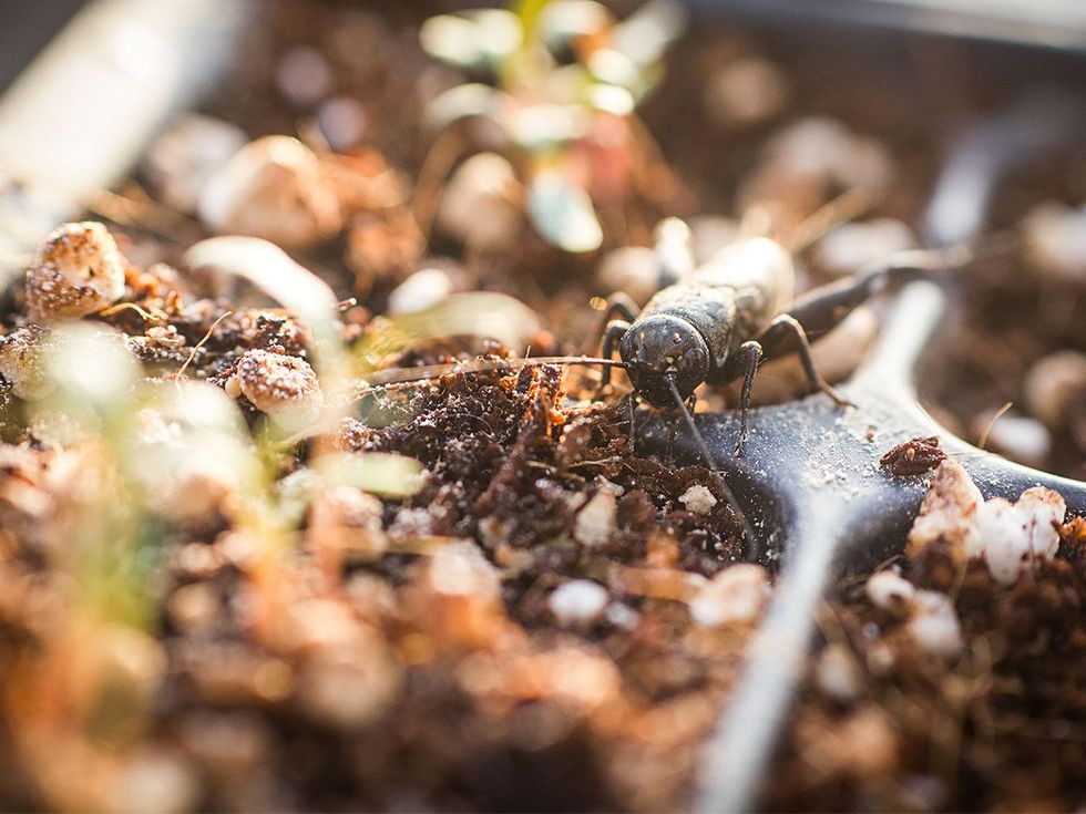 Photo of cricket in seed starting tray