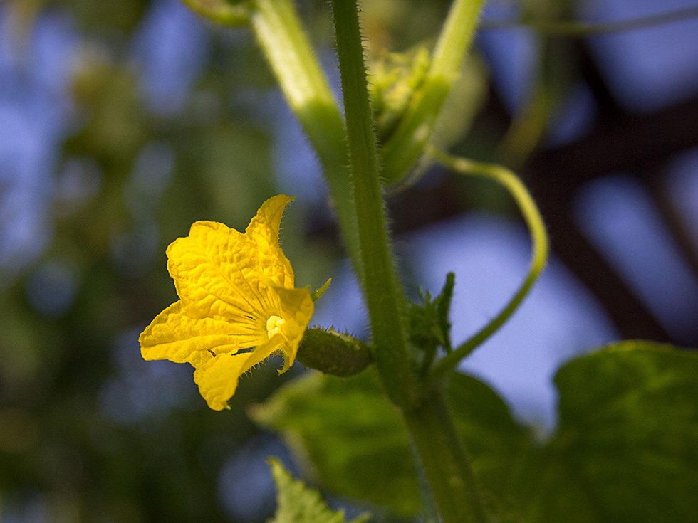 Photo of cucumber blossom