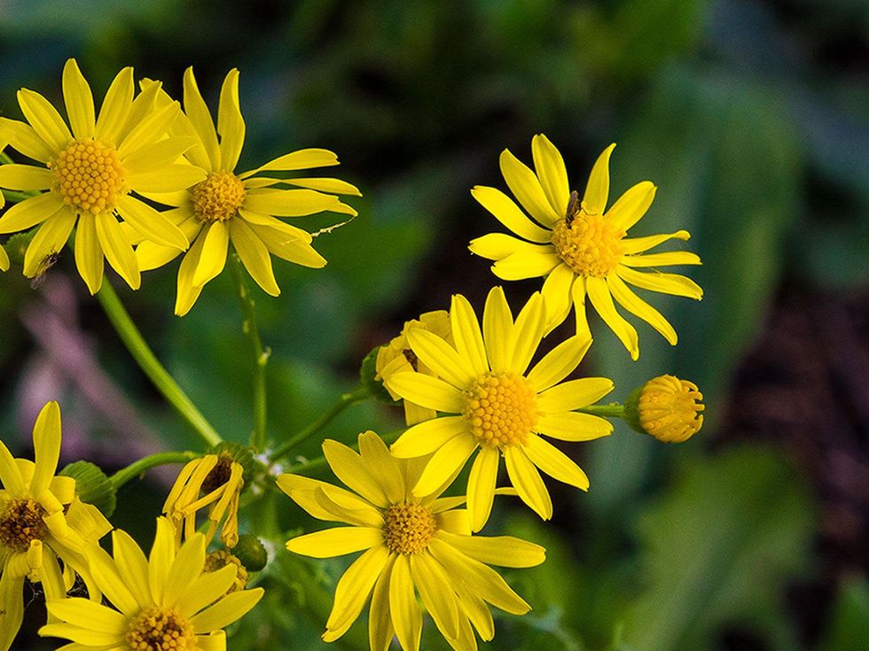 Photo of cut-leaf groundsel