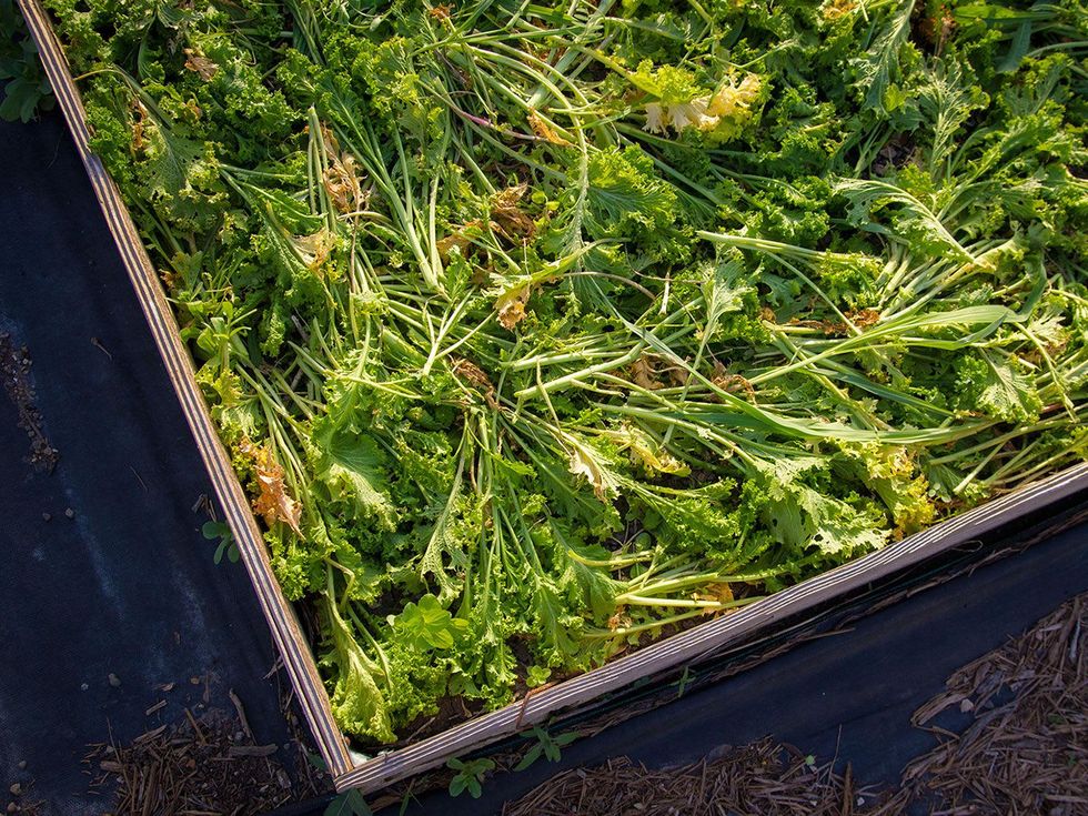 Photo of cut mustard greens