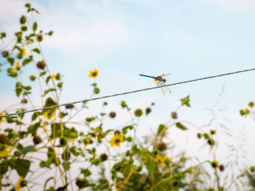 Photo of dragonfly perched on wire