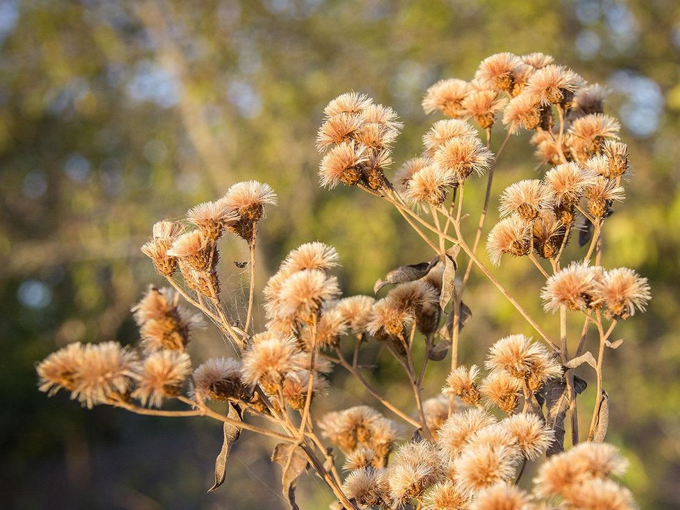Photo of dried wildflowers