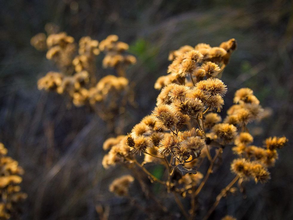 Photo of dried wildflowers