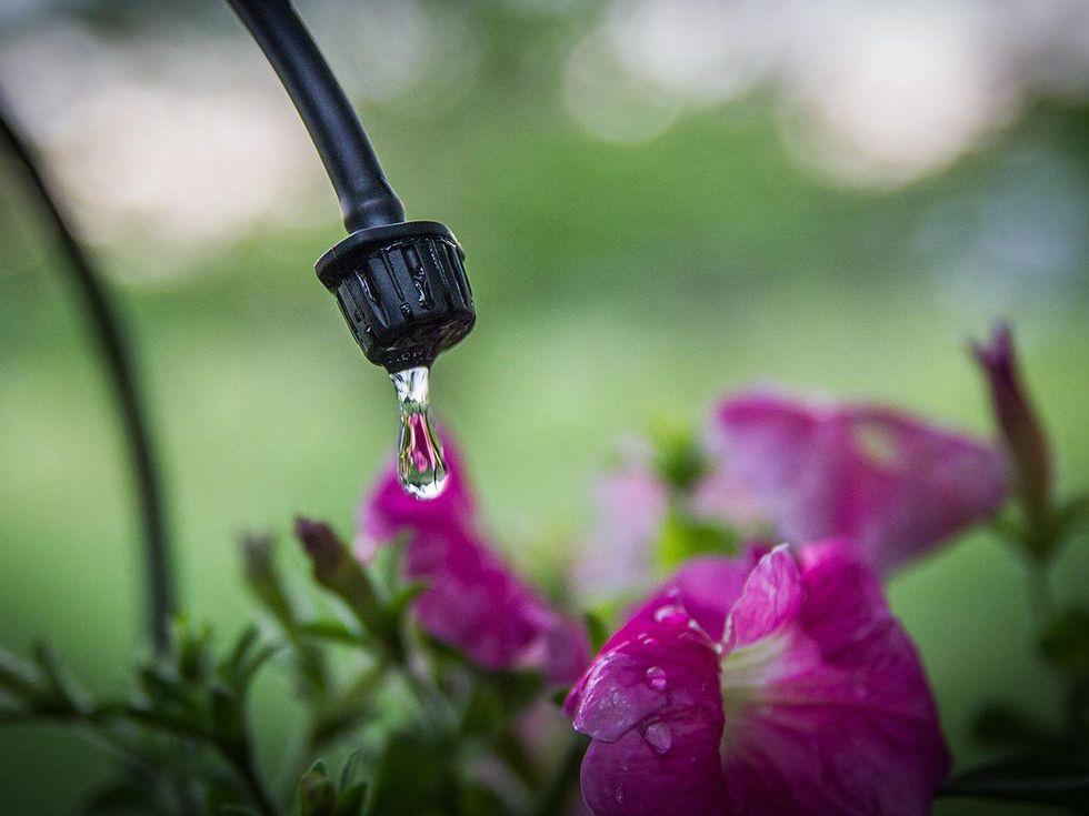 Photo of drip irrigation emitter watering a petunia