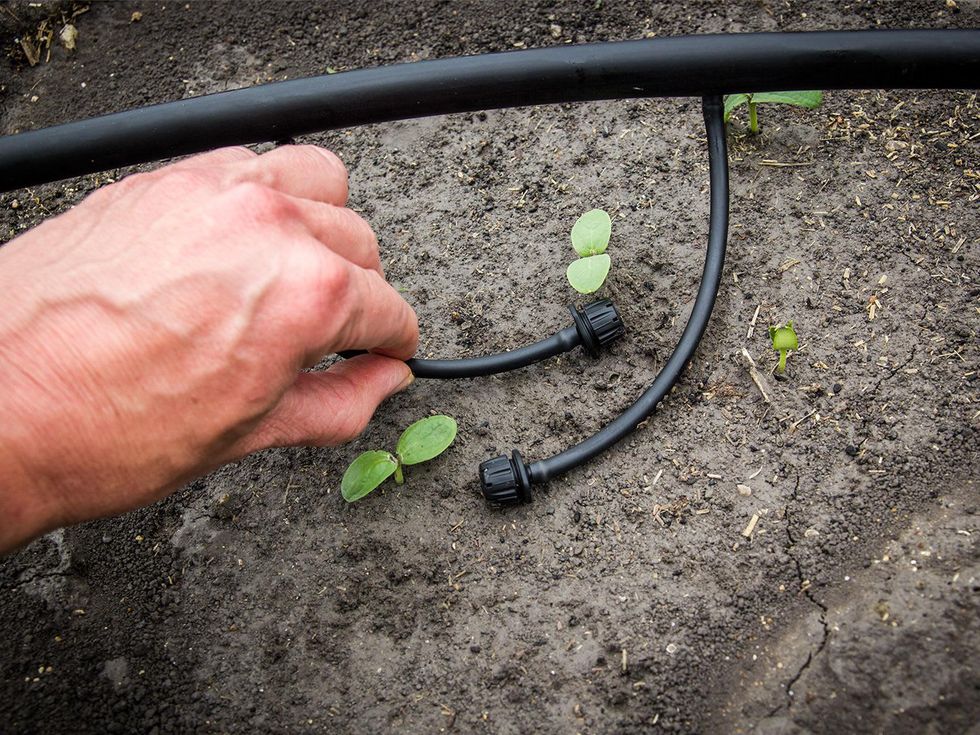 Photo of drip irrigation emitters and melon sprouts