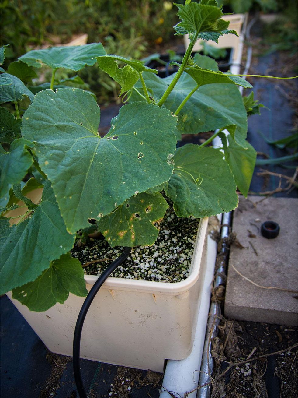 Photo of Dutch buckets in a row