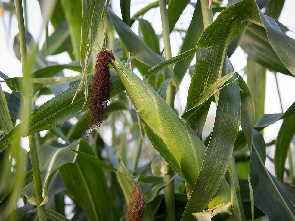 Photo of ear of corn on cornstalk