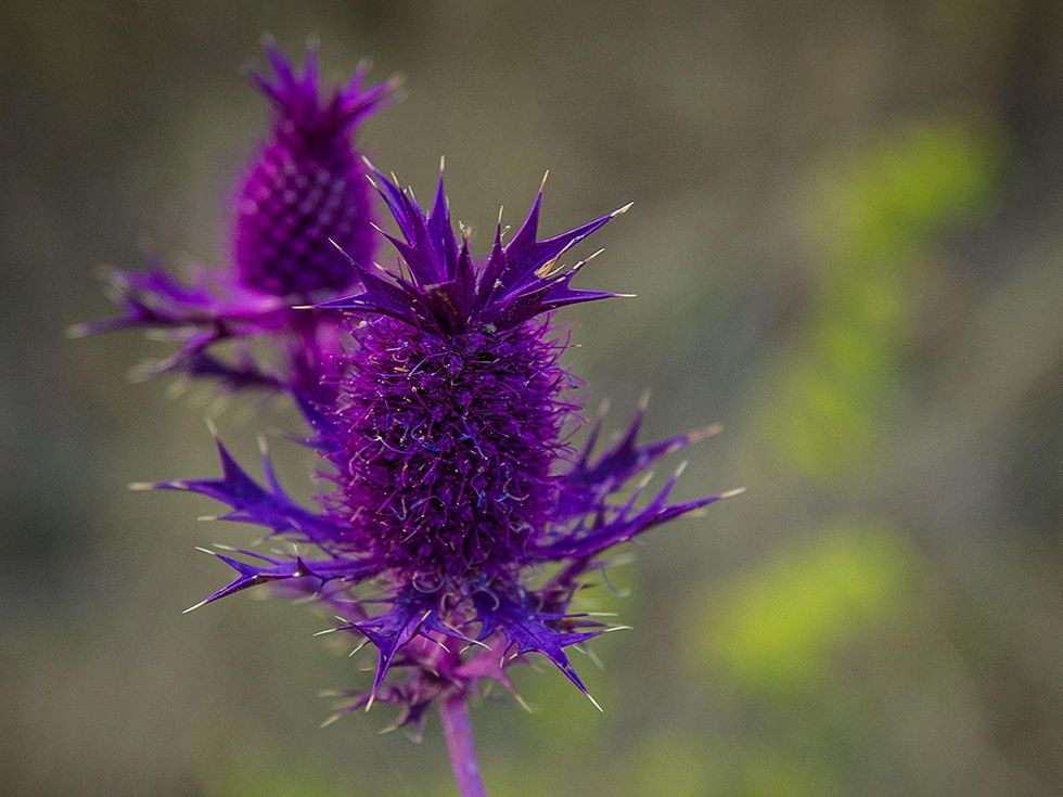 Photo of eryngo wildflowers