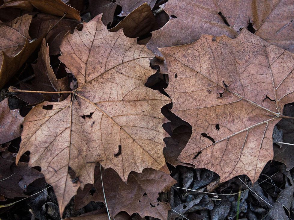 Photo of fallen sycamore tree leaves