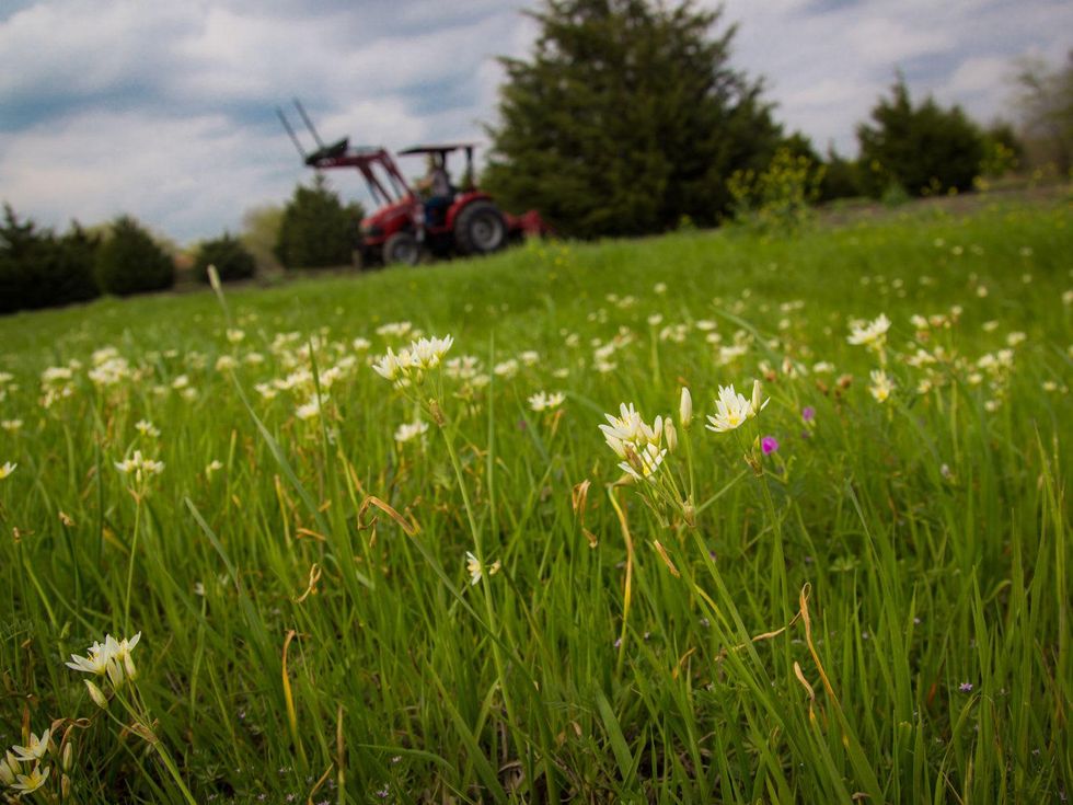 Photo of false garlic flowers with tractor in the background