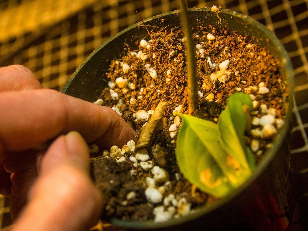 Photo of finger inserted into soil
