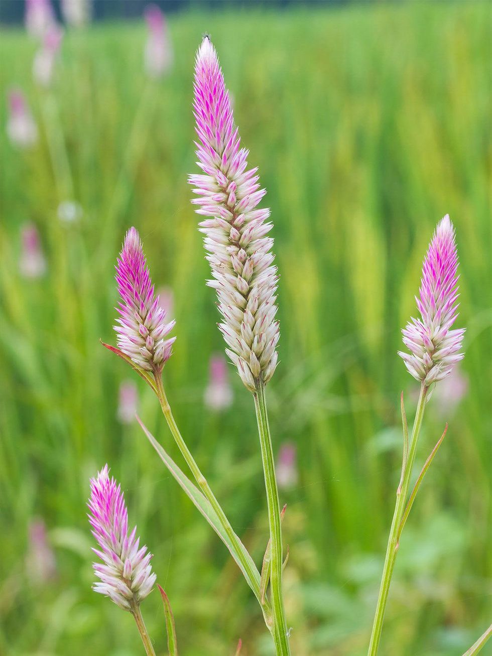 Photo of Flamingo celosia