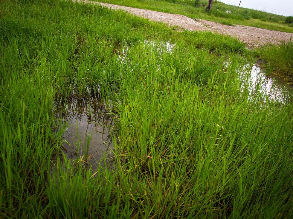 Photo of flooding around grass