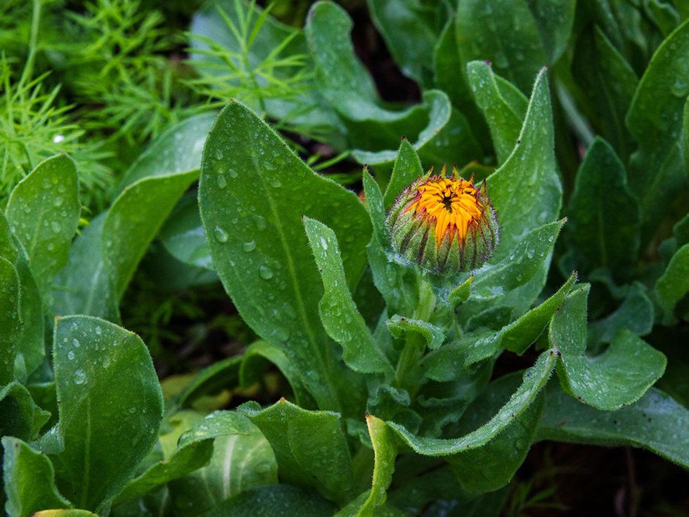 Photo of flower with rain drops