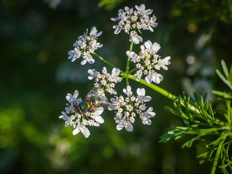 Photo of fly on cilantro