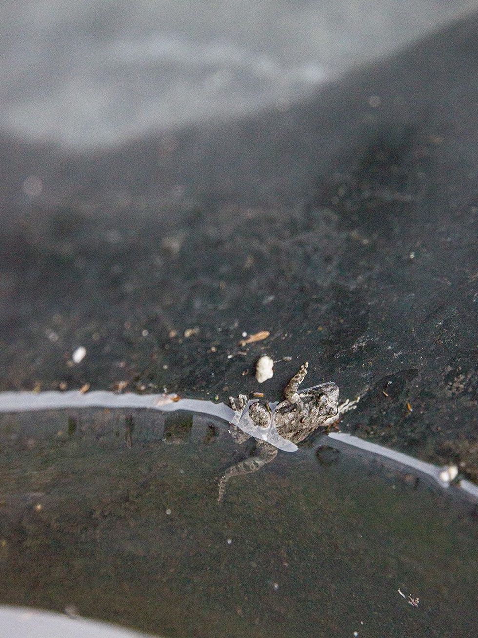 Photo of frog in tub of water