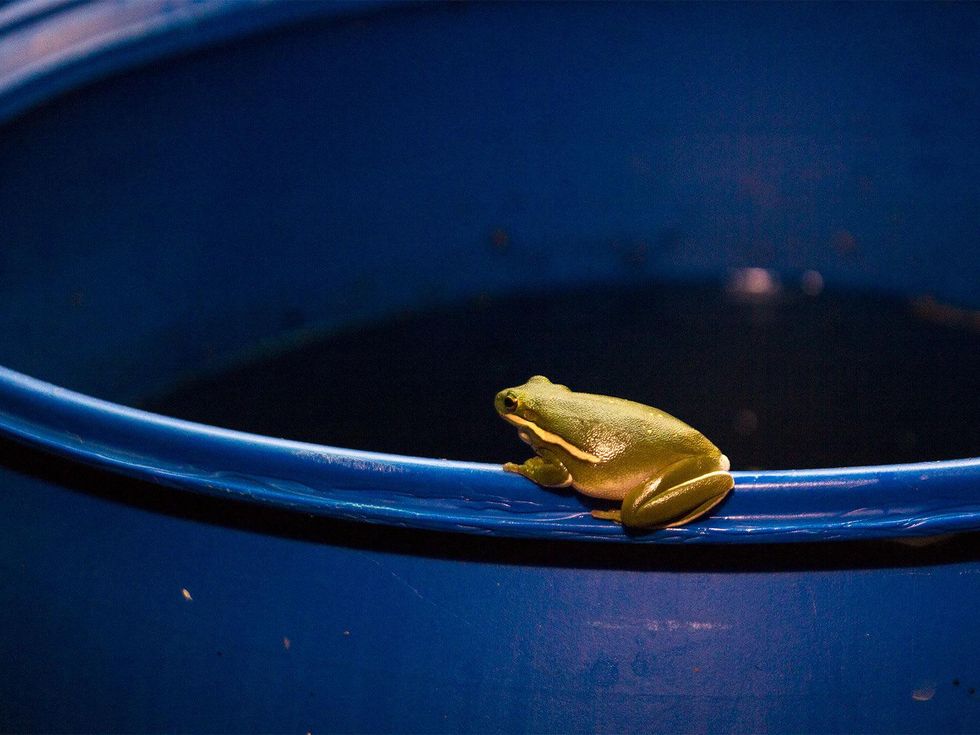 Photo of frog on rain barrel