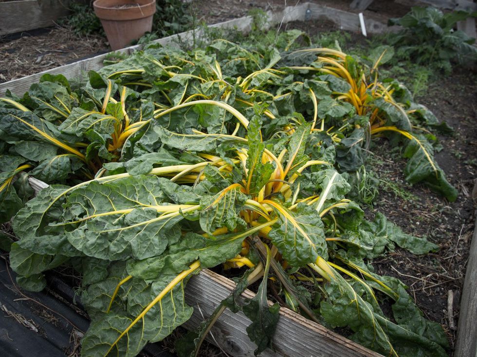 Photo of frozen Swiss chard