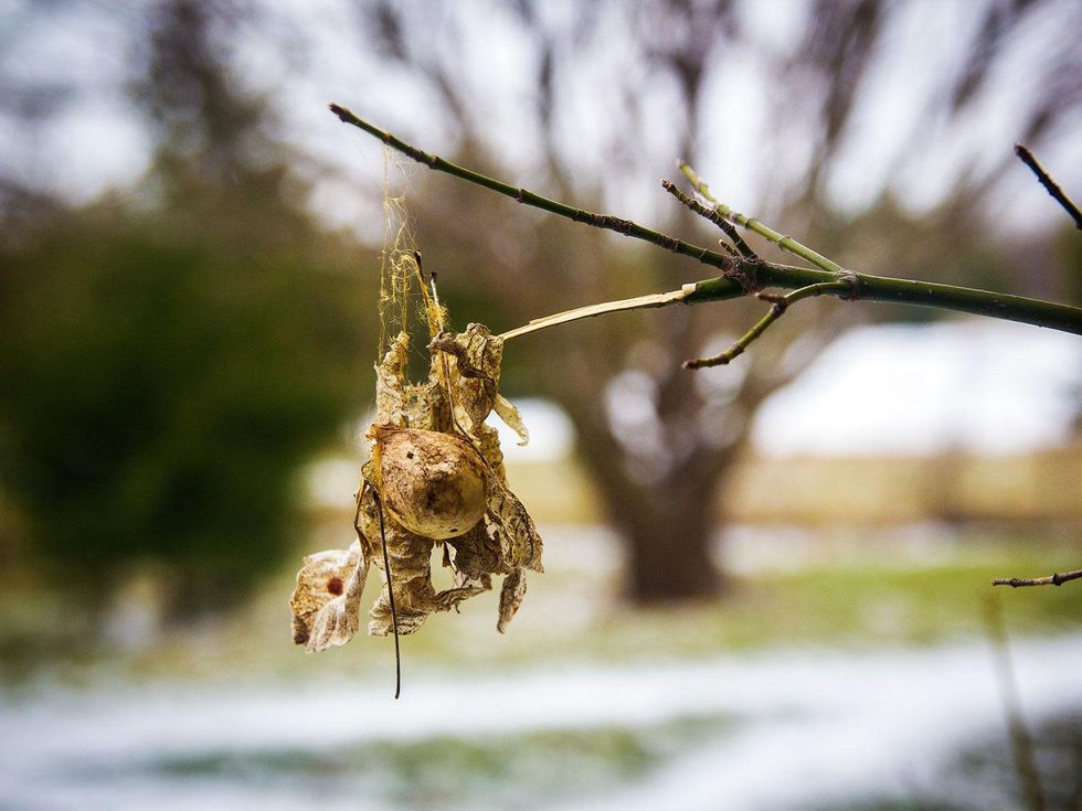 Photo of garden spider egg sack connected to a limb