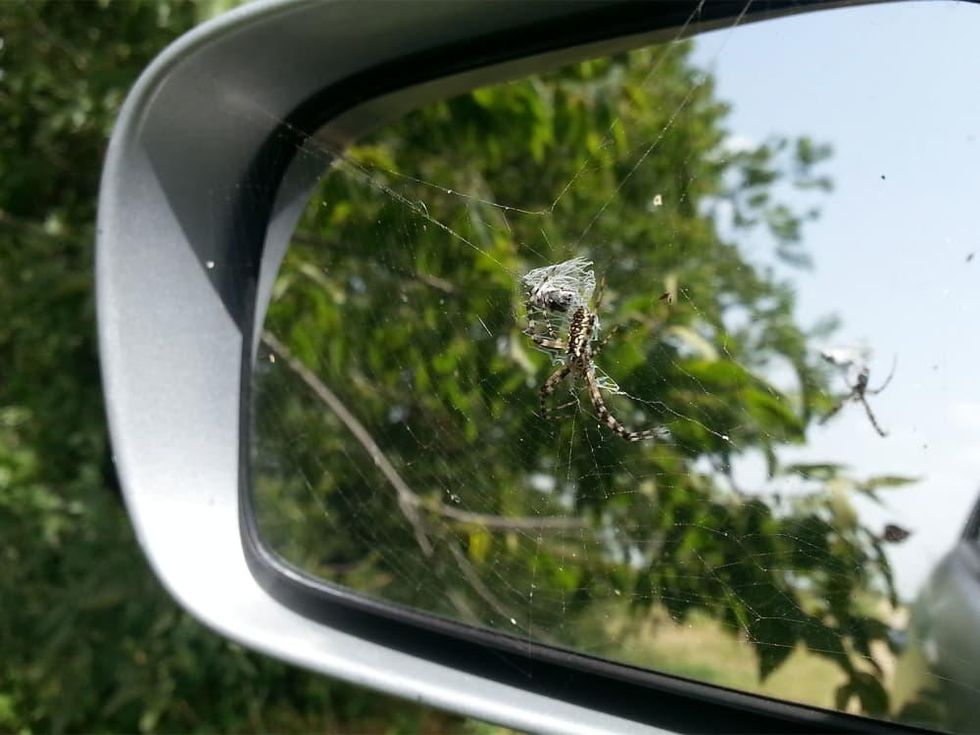 photo of garden spider of rear view mirror