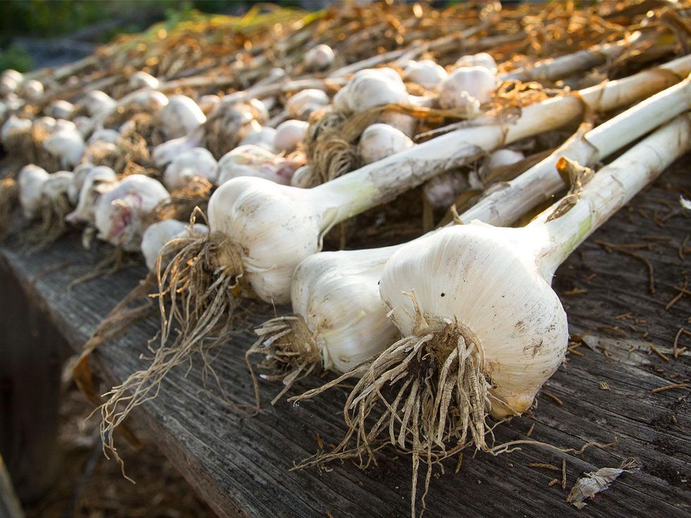 Photo of garlic drying on wooden table