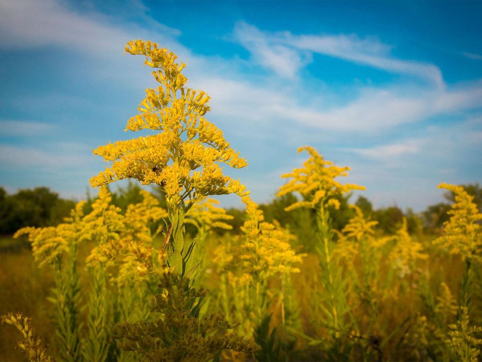 Photo of goldenrod