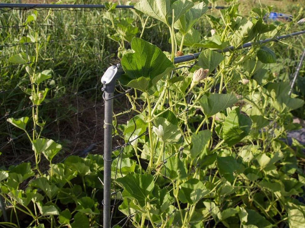 Photo of gourds growing up a trellis