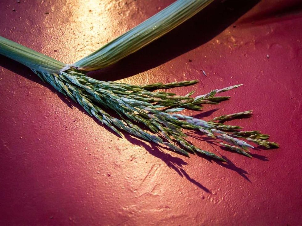 photo of grass seed head