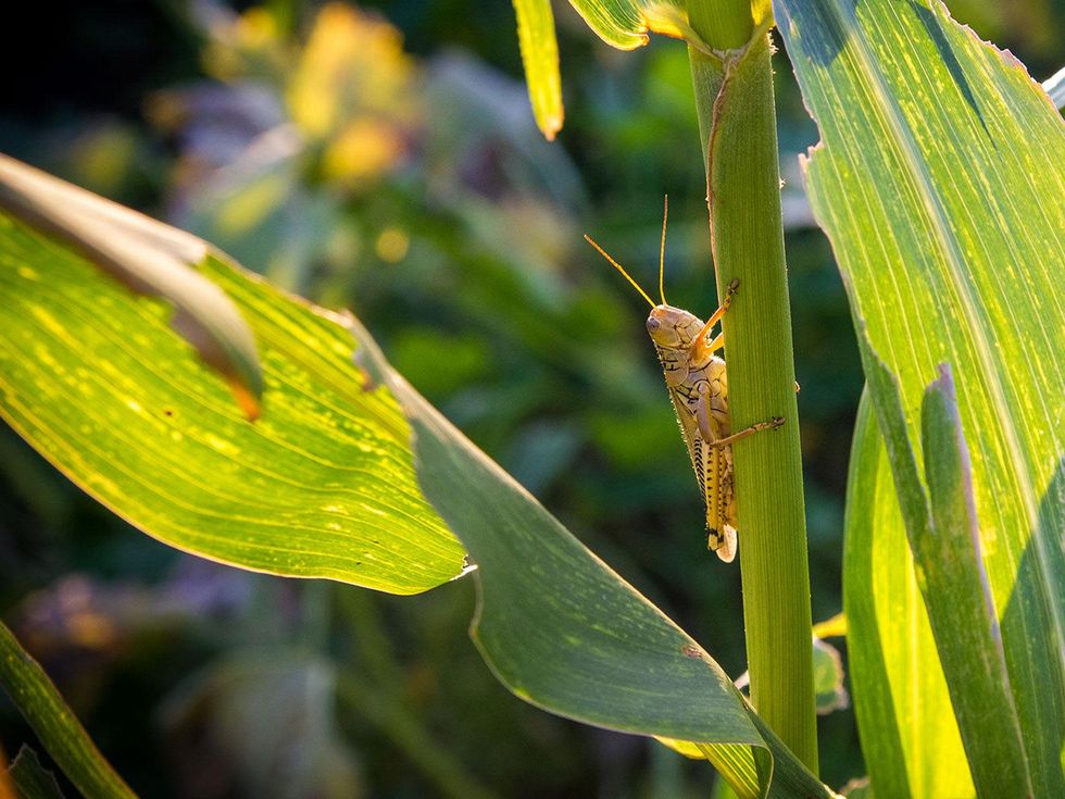 Photo of grasshopper on corn stalk