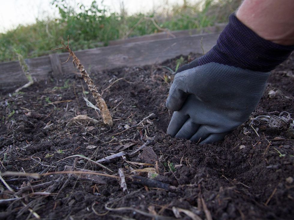 Photo of hand digging furrow
